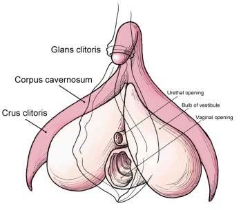 Clitoris_anatomy_labeled-en